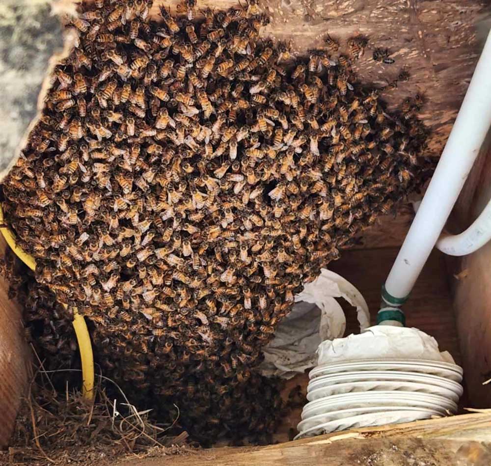 Beehive