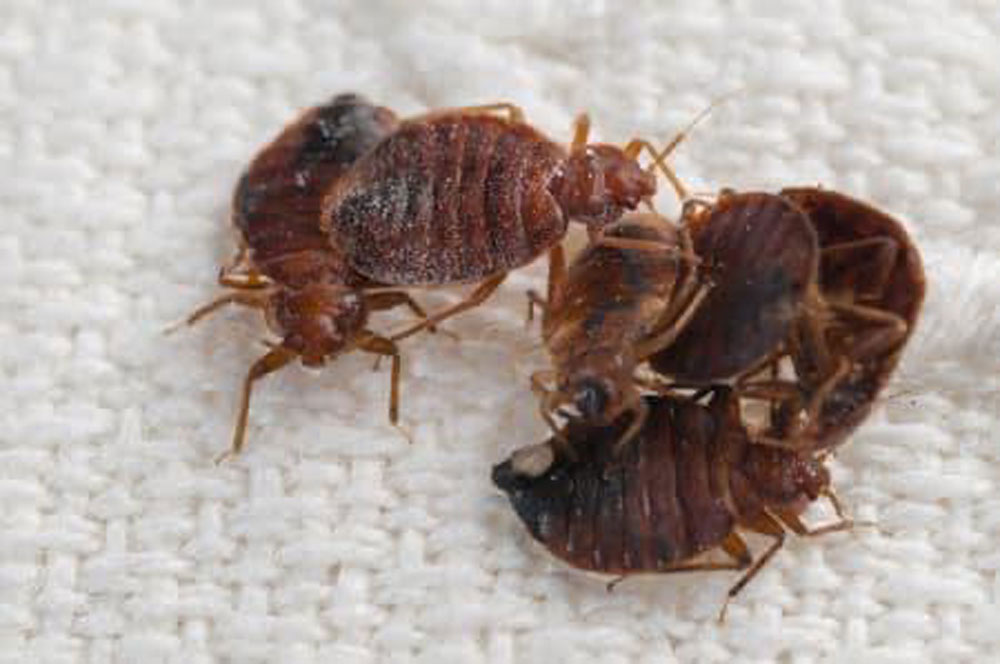 Dead Ticks